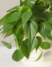 Load image into Gallery viewer, Philodendron Green