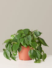 Load image into Gallery viewer, Philodendron Green