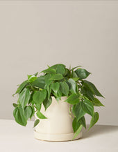 Load image into Gallery viewer, Philodendron Green