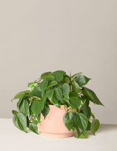 Load image into Gallery viewer, Philodendron Green