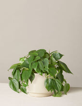 Load image into Gallery viewer, Philodendron Green