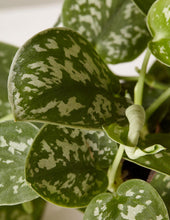 Load image into Gallery viewer, Silver Philodendron