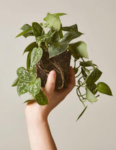 Load image into Gallery viewer, Silver Philodendron