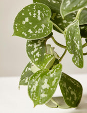 Load image into Gallery viewer, Silver Philodendron