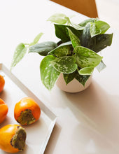 Load image into Gallery viewer, Silver Philodendron