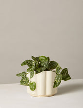 Load image into Gallery viewer, Silver Philodendron