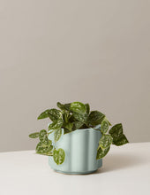 Load image into Gallery viewer, Silver Philodendron
