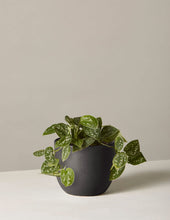 Load image into Gallery viewer, Silver Philodendron