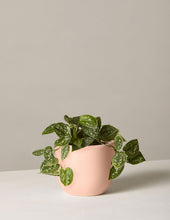Load image into Gallery viewer, Silver Philodendron