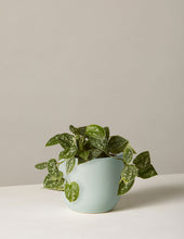 Load image into Gallery viewer, Silver Philodendron