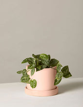 Load image into Gallery viewer, Silver Philodendron