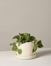 Load image into Gallery viewer, Silver Philodendron