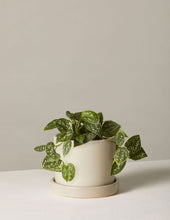 Load image into Gallery viewer, Silver Philodendron