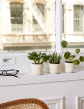 Load image into Gallery viewer, Pilea Peperomioides