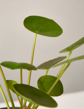 Load image into Gallery viewer, Pilea Peperomioides