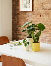 Load image into Gallery viewer, Calvert x Pilea Peperomioides