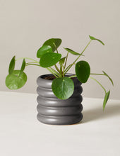Load image into Gallery viewer, Pilea Peperomioides