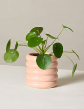 Load image into Gallery viewer, Pilea Peperomioides