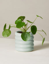 Load image into Gallery viewer, Pilea Peperomioides