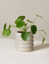 Load image into Gallery viewer, Pilea Peperomioides