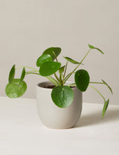 Load image into Gallery viewer, Pilea Peperomioides