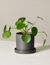 Load image into Gallery viewer, Pilea Peperomioides