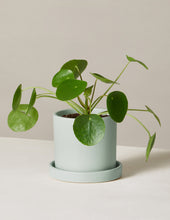 Load image into Gallery viewer, Pilea Peperomioides
