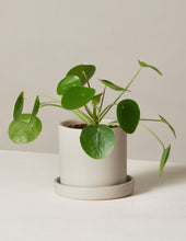 Load image into Gallery viewer, Pilea Peperomioides