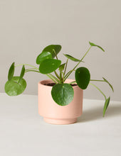 Load image into Gallery viewer, Pilea Peperomioides
