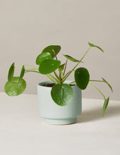 Load image into Gallery viewer, Pilea Peperomioides