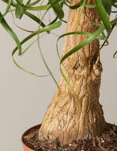 Load image into Gallery viewer, Ponytail Palm