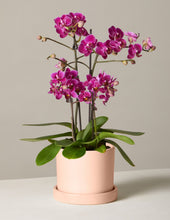 Load image into Gallery viewer, Purple Orchid