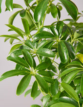 Load image into Gallery viewer, Schefflera