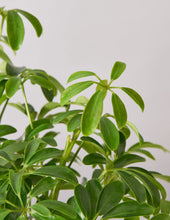 Load image into Gallery viewer, Schefflera