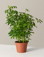 Load image into Gallery viewer, Schefflera