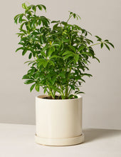 Load image into Gallery viewer, Schefflera