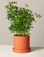 Load image into Gallery viewer, Schefflera