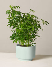 Load image into Gallery viewer, Schefflera