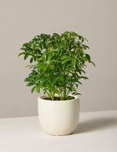 Load image into Gallery viewer, Schefflera