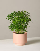 Load image into Gallery viewer, Schefflera