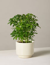 Load image into Gallery viewer, Schefflera