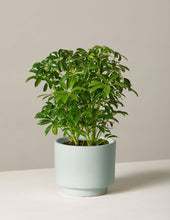 Load image into Gallery viewer, Schefflera