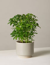 Load image into Gallery viewer, Schefflera