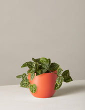 Load image into Gallery viewer, Silver Philodendron