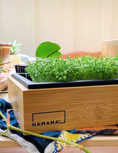 Load image into Gallery viewer, Spicy Greens Grow Kit
