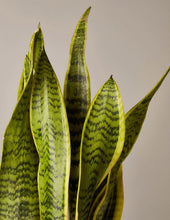 Load image into Gallery viewer, Snake Plant Laurentii