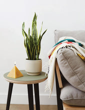 Load image into Gallery viewer, Snake Plant Laurentii