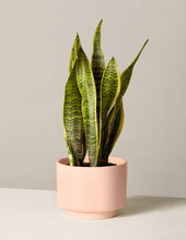 Load image into Gallery viewer, Snake Plant Laurentii