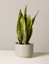 Load image into Gallery viewer, Snake Plant Laurentii