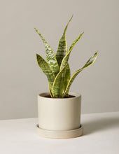 Load image into Gallery viewer, Snake Plant Laurentii